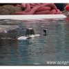 012-bild017