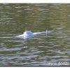 edersee2011_020