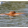 edersee2011_021