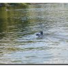edersee2011_071