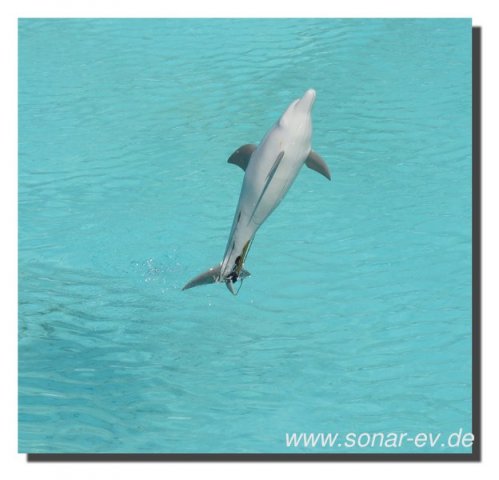 Grossbreitenbach2011_1040