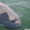 Biblis2012_105