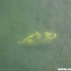 Biblis2012_99