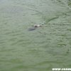 Mol_062012_78