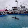 DenHelder(16)