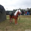 DenHelder(5)