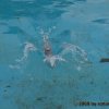 kl_2008_026